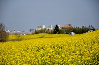 菜の花（荒川河川敷）