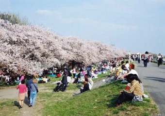 熊谷さくら祭_01
